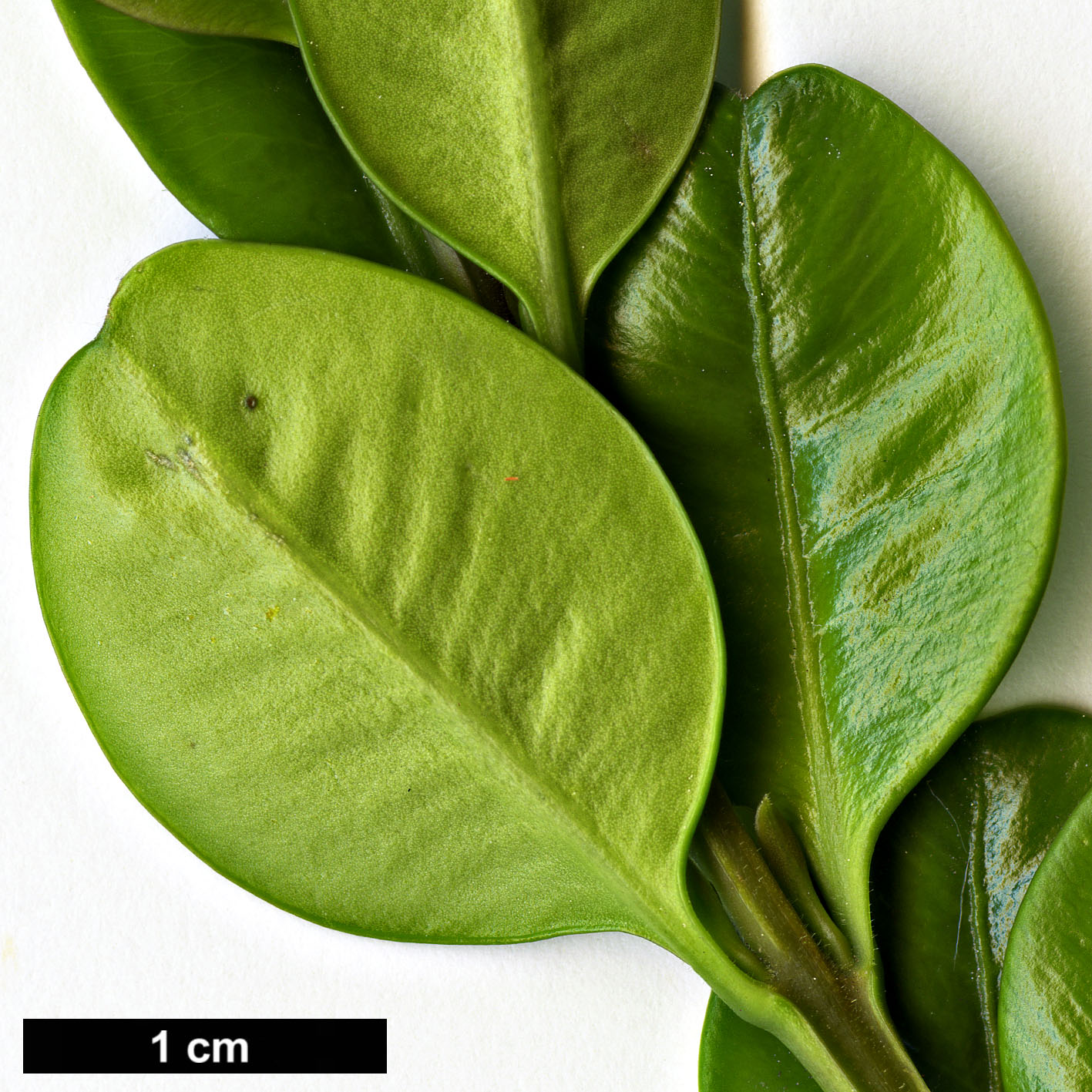 High resolution image: Family: Buxaceae - Genus: Buxus - Taxon: microphylla - SpeciesSub: var. japonica 'Faulkner'